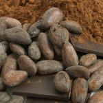 chocolate bean and bar chocolate